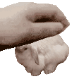 a person is holding a white rabbit in their hands .
