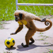 Monkey Hexa GIF - Monkey Hexa Brazil GIFs