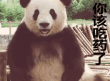 该吃药了 GIF - Dont Get Insane Dont Get Crazy Panda GIFs