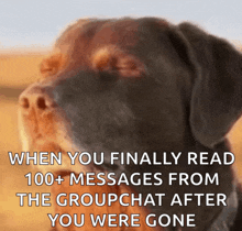 a picture of a dog with the words " when you finally read 100+ messages from the groupchat after you were gone "