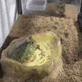 a green frog is sitting in a bowl of water in a cage .