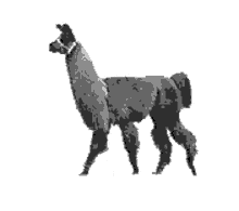 llama strolling