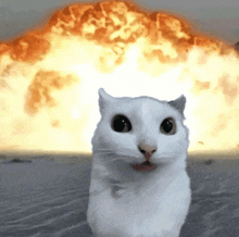 a white cat is sitting in front of a huge explosion