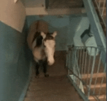 a horse is walking down a staircase in a building .
