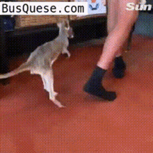 baby kangaroo jumps following cute hop