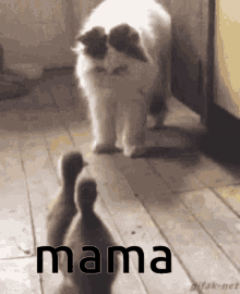 Mama Duck GIF - Mama Duck Cat GIFs
