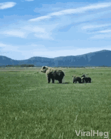 Mother And Baby Bear Brown Bears GIF - Mother And Baby Bear Brown Bears Standing Bears GIFs
