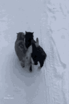 4x4 cat catcat love snow