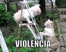 Cat Kitty GIF - Cat Kitty Violencia GIFs