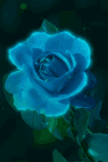 Rose Blue GIF