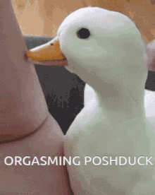 Poshduck Orgasm GIF - Poshduck Orgasm Duck GIFs