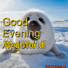a seal in the snow with the words good evening weg world on it