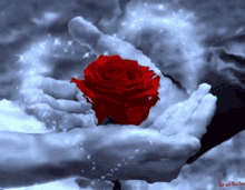 heart love flower rose