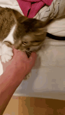 Cat The Eater GIF