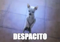 Despacito Puppy GIF - Despacito Puppy Dance GIFs