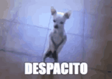 Despacito Puppy GIF - Despacito Puppy Dance GIFs
