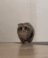 Have At Thee Cat GIF - Have At Thee Cat Cute GIFs
