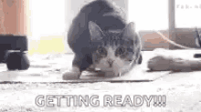 Getting Ready Cat GIF - Getting Ready Cat Shaq GIFs