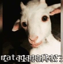 Mata Goat GIF - Mata Goat GIFs