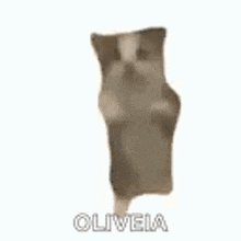 a cat is standing on its hind legs with its arms outstretched and the word olivia written below it .