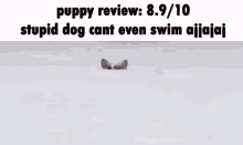 Puppy Review Dog Review GIF