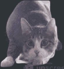 Cat Wiggle Wiggle Wiggle GIF - Cat Wiggle Wiggle Wiggle GIFs