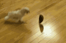 Goffins Cockatoo GIF - Goffins Cockatoo Playing GIFs
