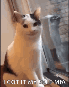 Smiling Cat GIF - Smiling Cat Cute GIFs