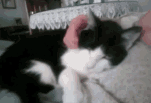 Lucy Cats GIF - Lucy Cats GIFs