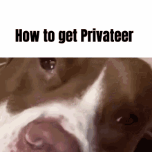 Privateer GIF - Privateer GIFs