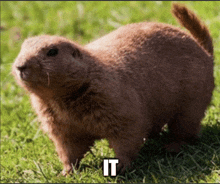 a ground squirrel is standing in the grass with the word " it " on the bottom
