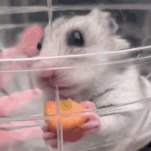 Mouse Mouse Eat GIF - Mouse Mouse Eat Eating Carrots GIFs