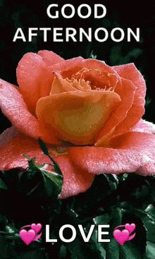 a picture of a pink rose with the words good afternoon love below it