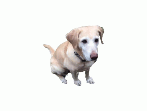 Floofy Dogger Sticker - Floofy Dogger - Discover & Share GIFs