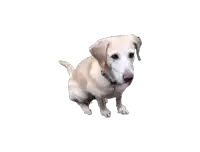 a dog with a black collar is sitting on a white surface