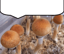 Mushrooms Cubensis GIF - Mushrooms Cubensis Psilocybin GIFs