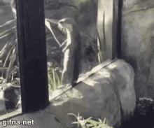 Ferret Dance GIF - Ferret Dance Zoo GIFs