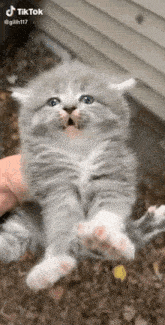 Cat Angry Cat GIF - Cat Angry Cat Meoww GIFs