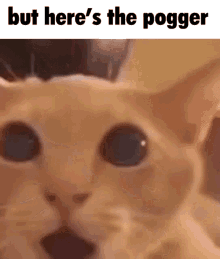 Cat Pog GIF - Cat Pog Poggers GIFs