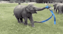 Cute Elephant With Blue Ribbon GIF - Blue Ribbon Elephant Cute Animal GIFs