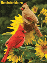 a couple of birds sitting on a sunflower with the name headstockburn on the bottom