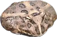 a close up of a rock that looks like a frog 's head