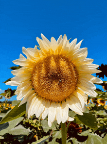 Good Morning Sunflower GIF - Good Morning Sunflower GIFs