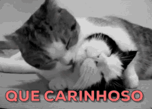 Sou Carinhoso  / Romântico /  Gato / Gatinho GIF - Affectionate Cat Kitten GIFs