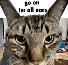 I'M All Ears Cat GIF