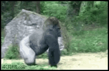 When You See Your Ex At A Party GIF - Gorilla Fuck This Shit Im Out GIFs