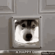 Husky Huskies GIF - Husky Huskies Dogdoor GIFs