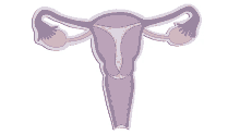 uterus menstruation period period nirvana cervix
