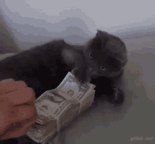 Money Cat GIF