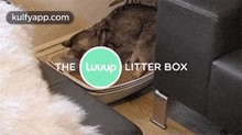 the luuup litter box pet animal mammal electronics